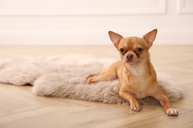 Photo of Cute Chihuahua dog lying on warm floor indoors, space for text. Heating system