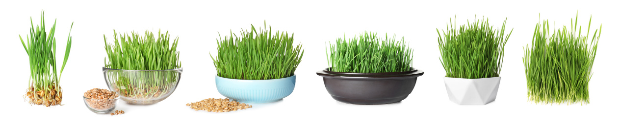 Image of Set with fresh wheat grass on white background. Banner design