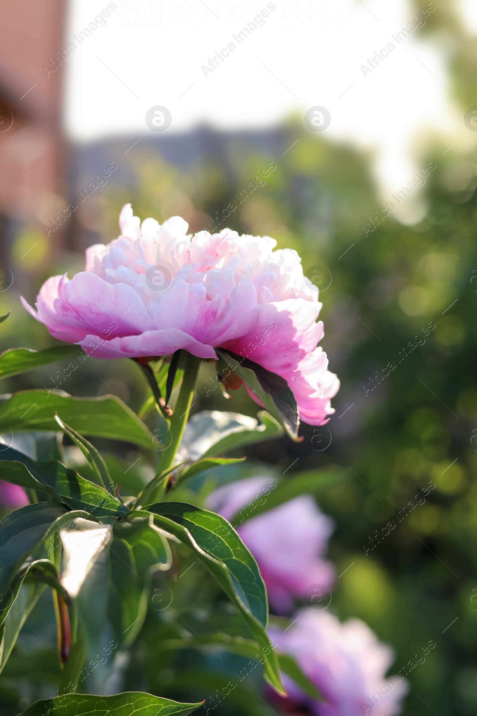 Photo of Beautiful pink peony flower on sunny day outdoors, closeup