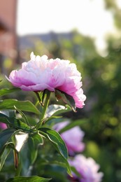 Photo of Beautiful pink peony flower on sunny day outdoors, closeup