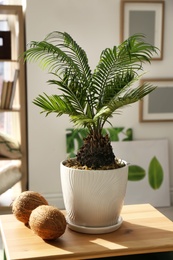 Tropical plant with green leaves and ripe coconuts on table in room