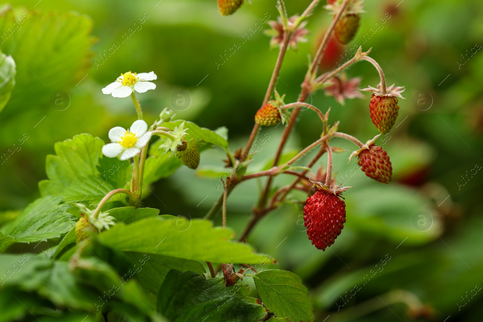 Photo of Small wild strawberries growing outdoors. Seasonal berries