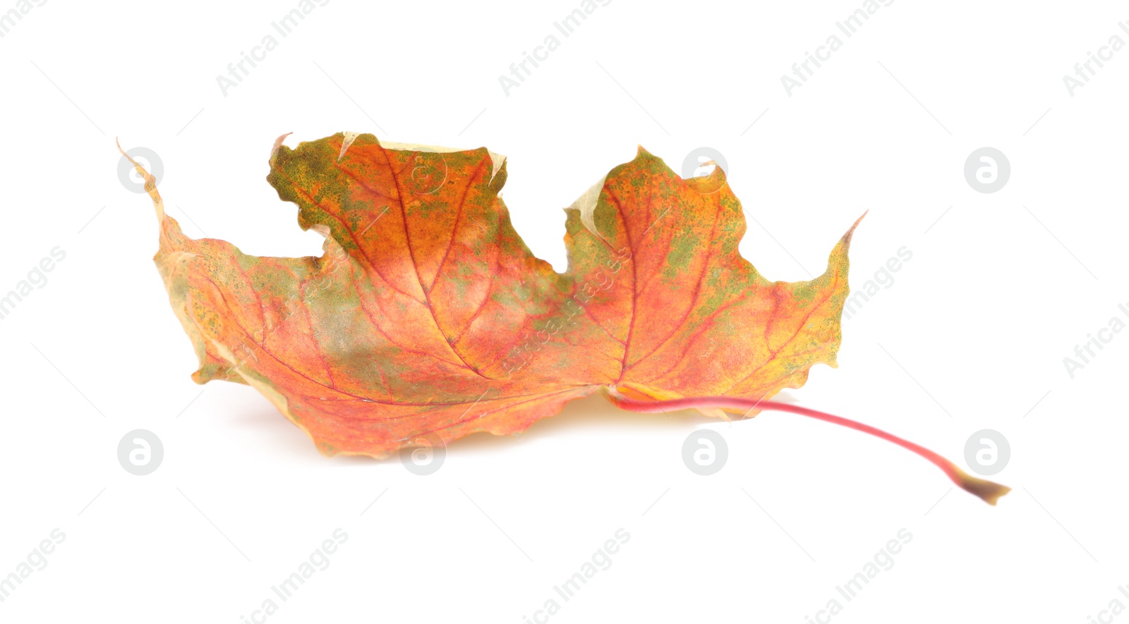 Photo of Autumn season. One maple leaf isolated on white