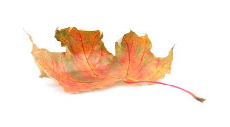 Autumn season. One maple leaf isolated on white