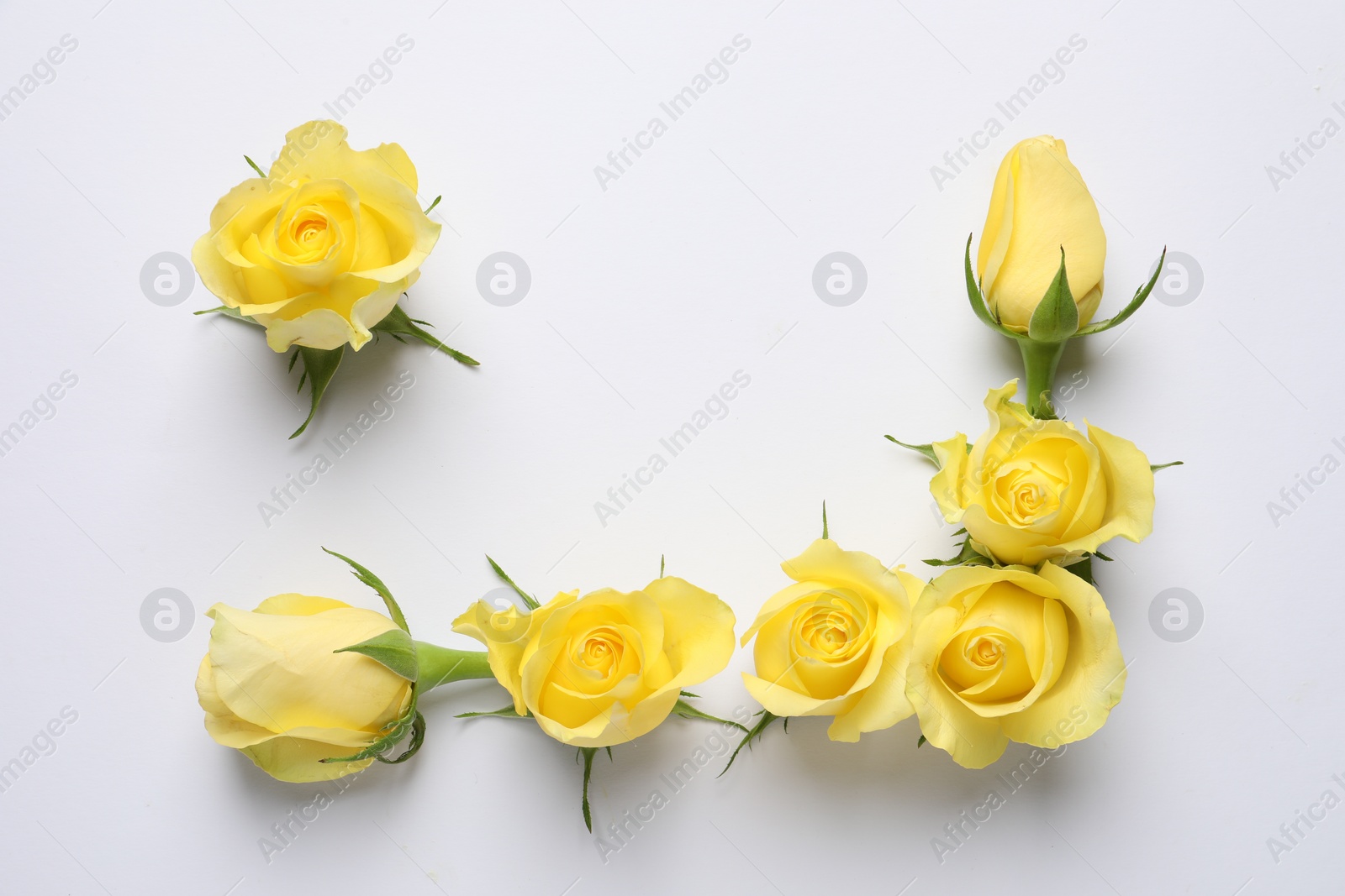 Photo of Beautiful yellow roses on white background, flat lay