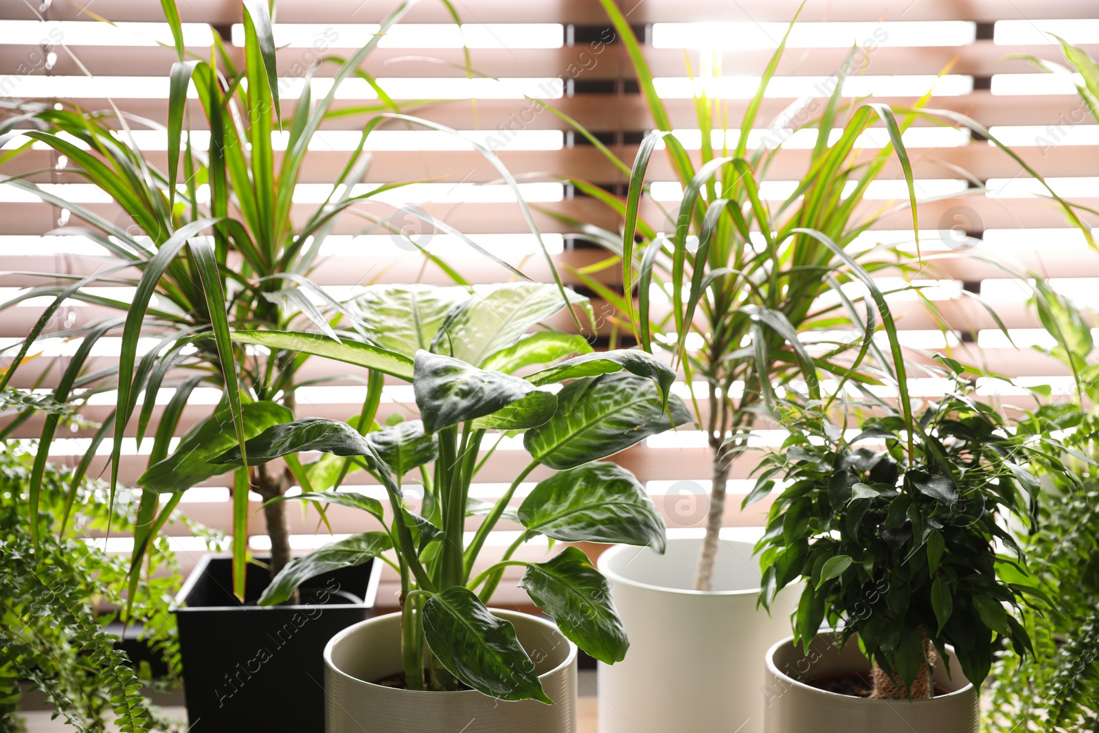 Photo of Beautiful plants near window at home on sunny day