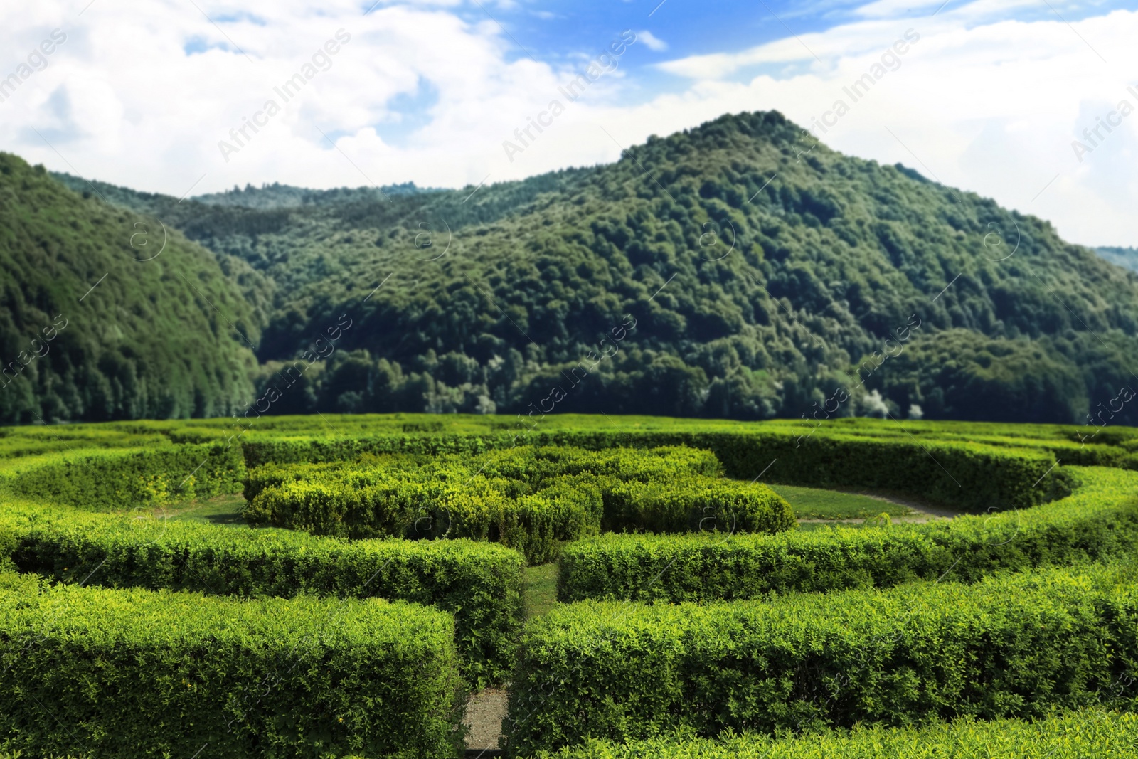 Image of Beautiful view of green hedge maze and mountain landscape on sunny day