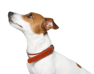 Photo of Adorable Jack Russell terrier with collar on white background