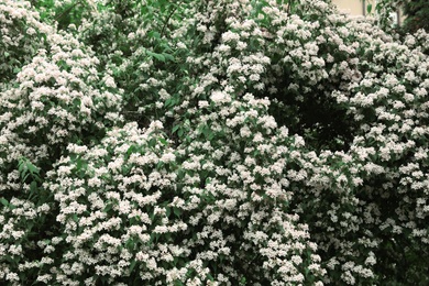 Beautiful tiny tropical flowers in botanical garden