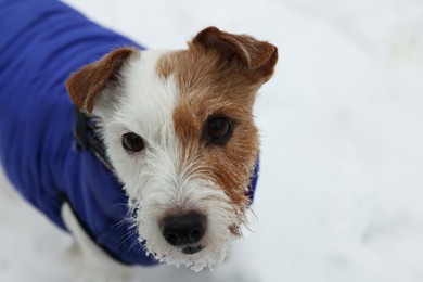 Photo of Cute Jack Russell Terrier in pet jacket on snow outdoors, closeup. Space for text