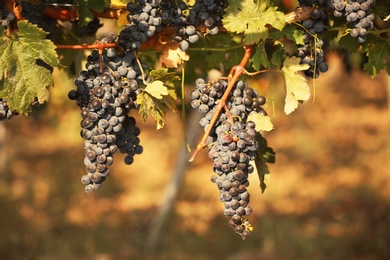 Fresh ripe juicy grapes growing on branches in vineyard