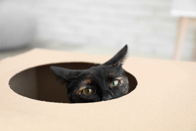 Photo of Cute black cat looking out of cardboard box, closeup