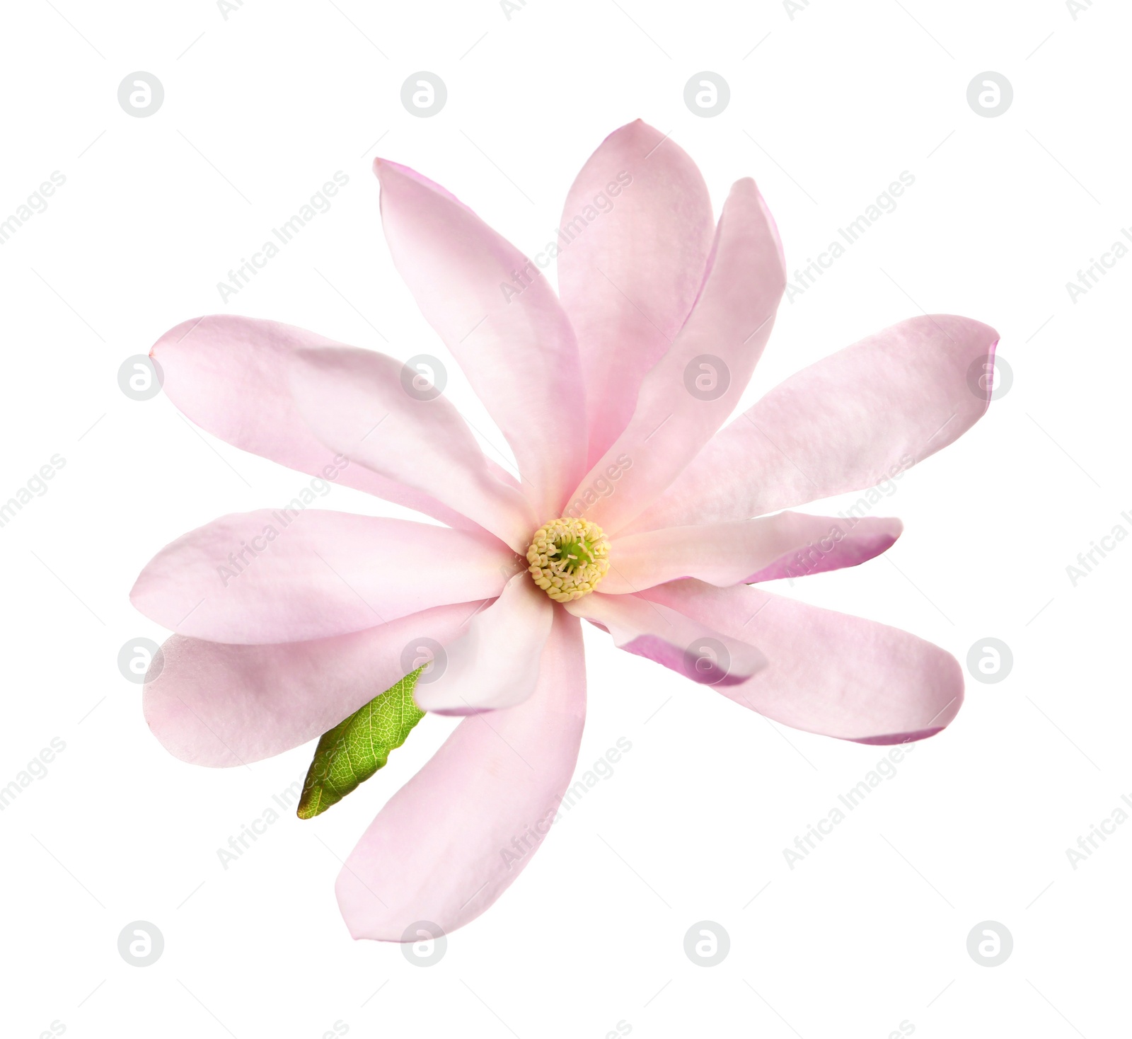 Photo of Beautiful pink magnolia flower isolated on white