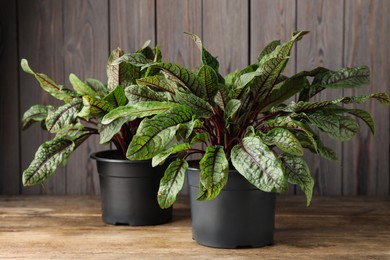 Photo of Sorrel plants in pots on wooden table