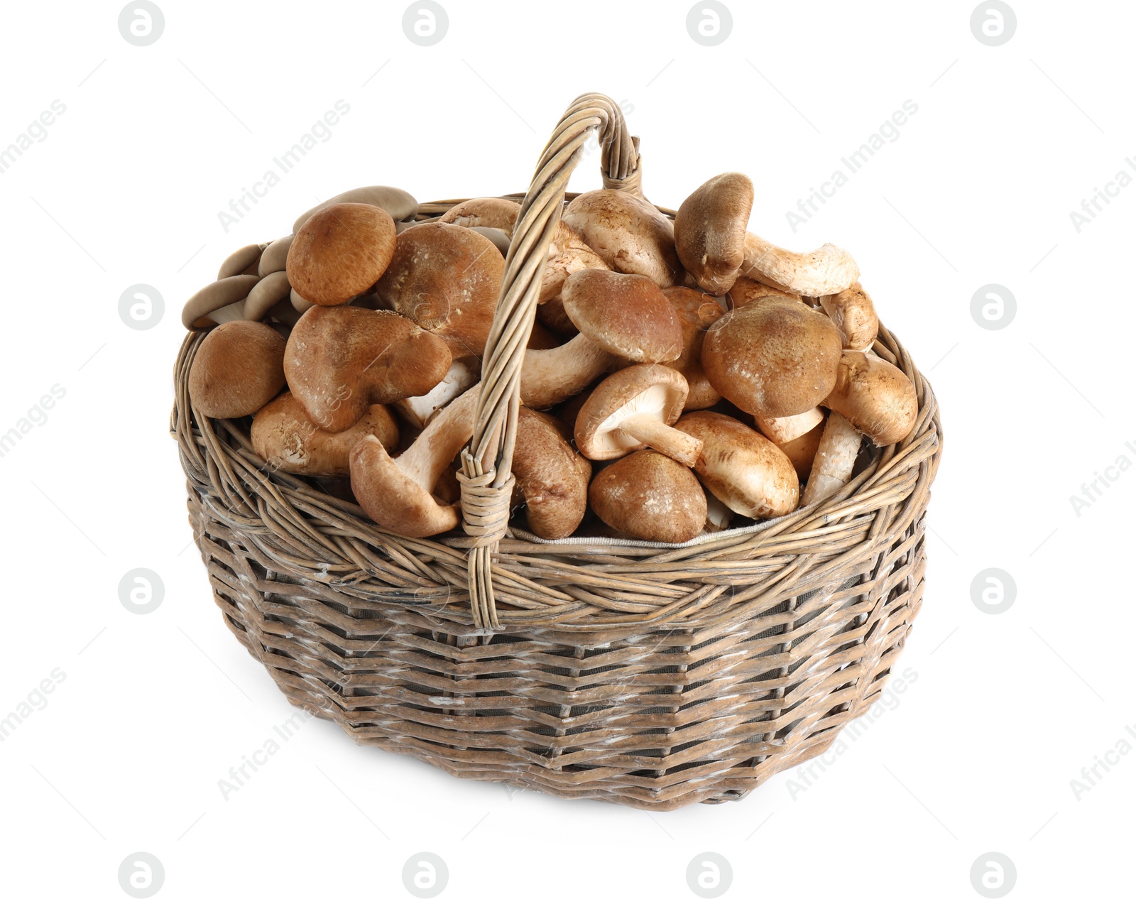 Photo of Fresh wild mushrooms in wicker basket on white background. Edible fungi