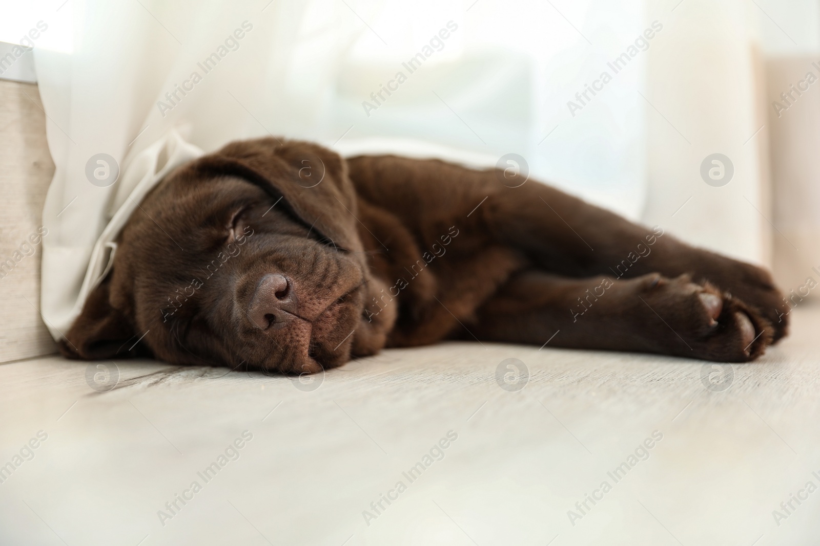 Photo of Chocolate Labrador Retriever puppy sleeping  on floor indoors