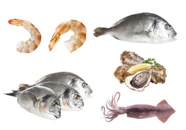 Image of Set with fresh raw dorado fish and other tasty seafood on white background