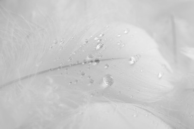 Photo of Beautiful fluffy bird feathers with water drops, closeup