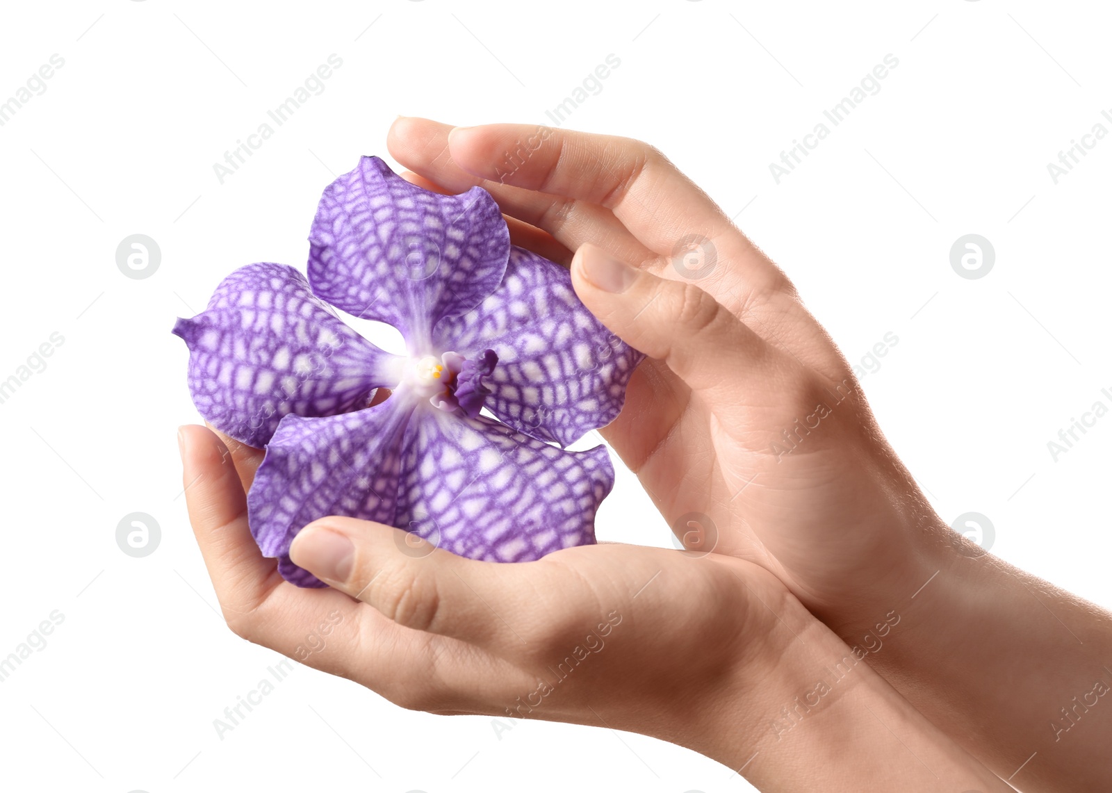 Photo of Woman holding flower on white background, closeup