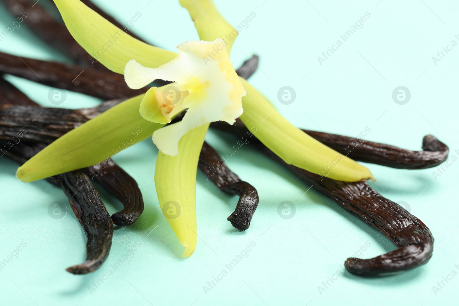 Photo of Vanilla pods and beautiful flower on turquoise background, closeup