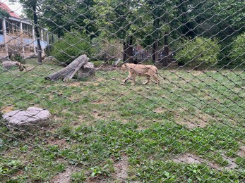 Photo of Beautiful healthy African lioness in zoo enclosure