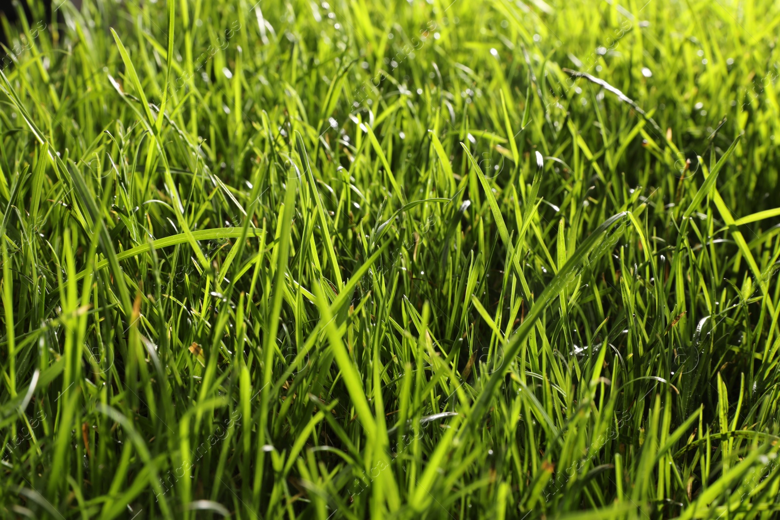 Photo of Beautiful lush green grass as background, closeup