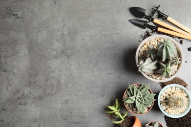 Home plants, pots and gardening tools on grey background, flat lay. Space for text