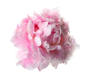 Beautiful pink peony flower isolated on white