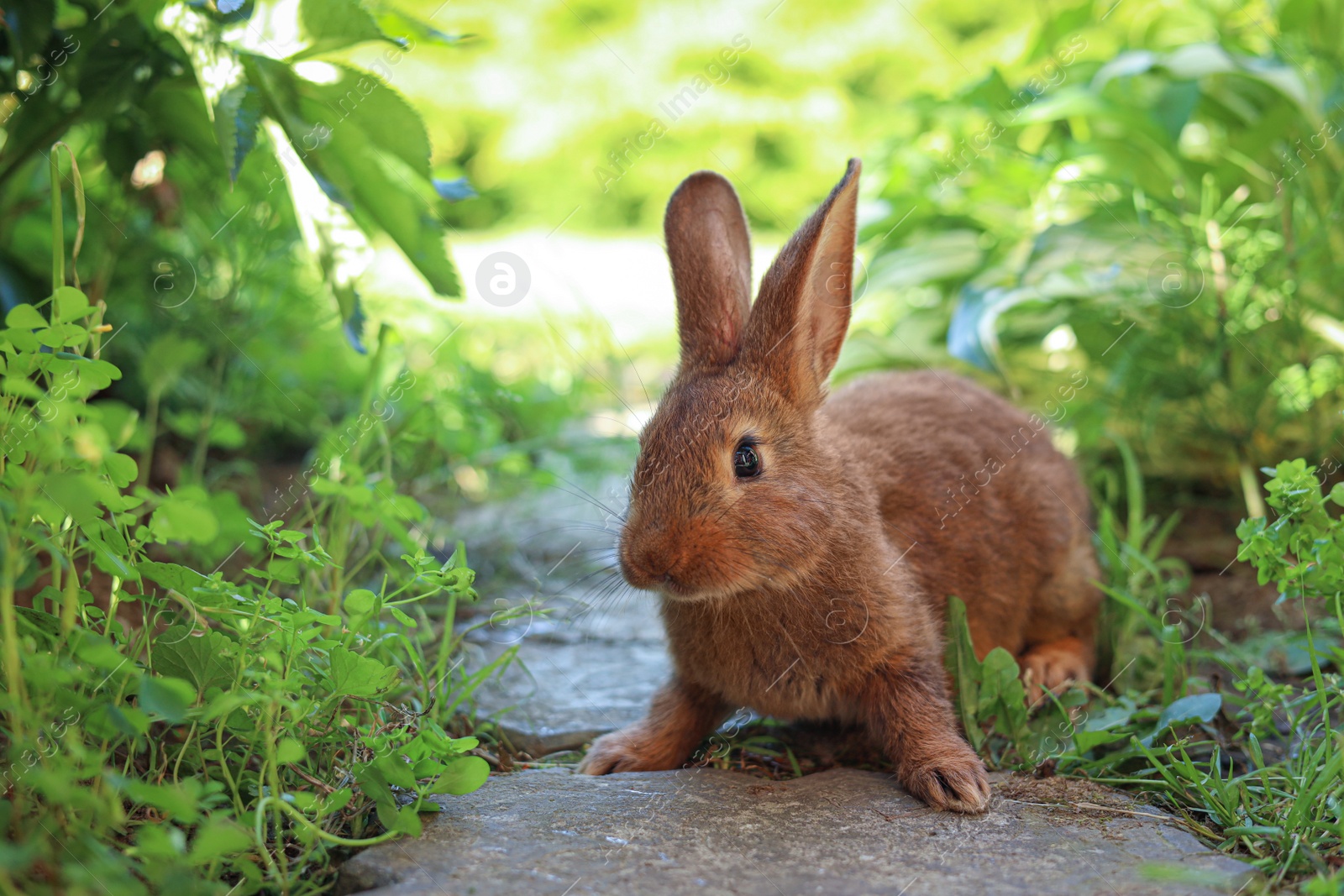 Photo of Cute fluffy rabbit on paved path in garden