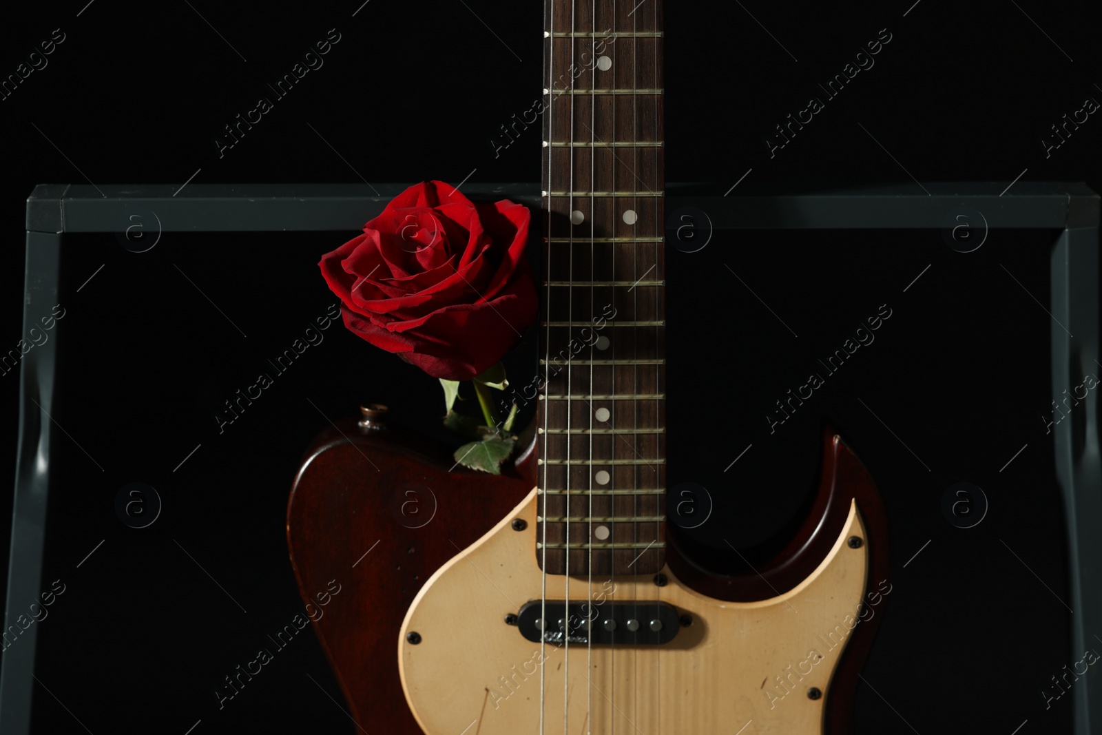 Photo of Beautiful rose near electric guitar on black background