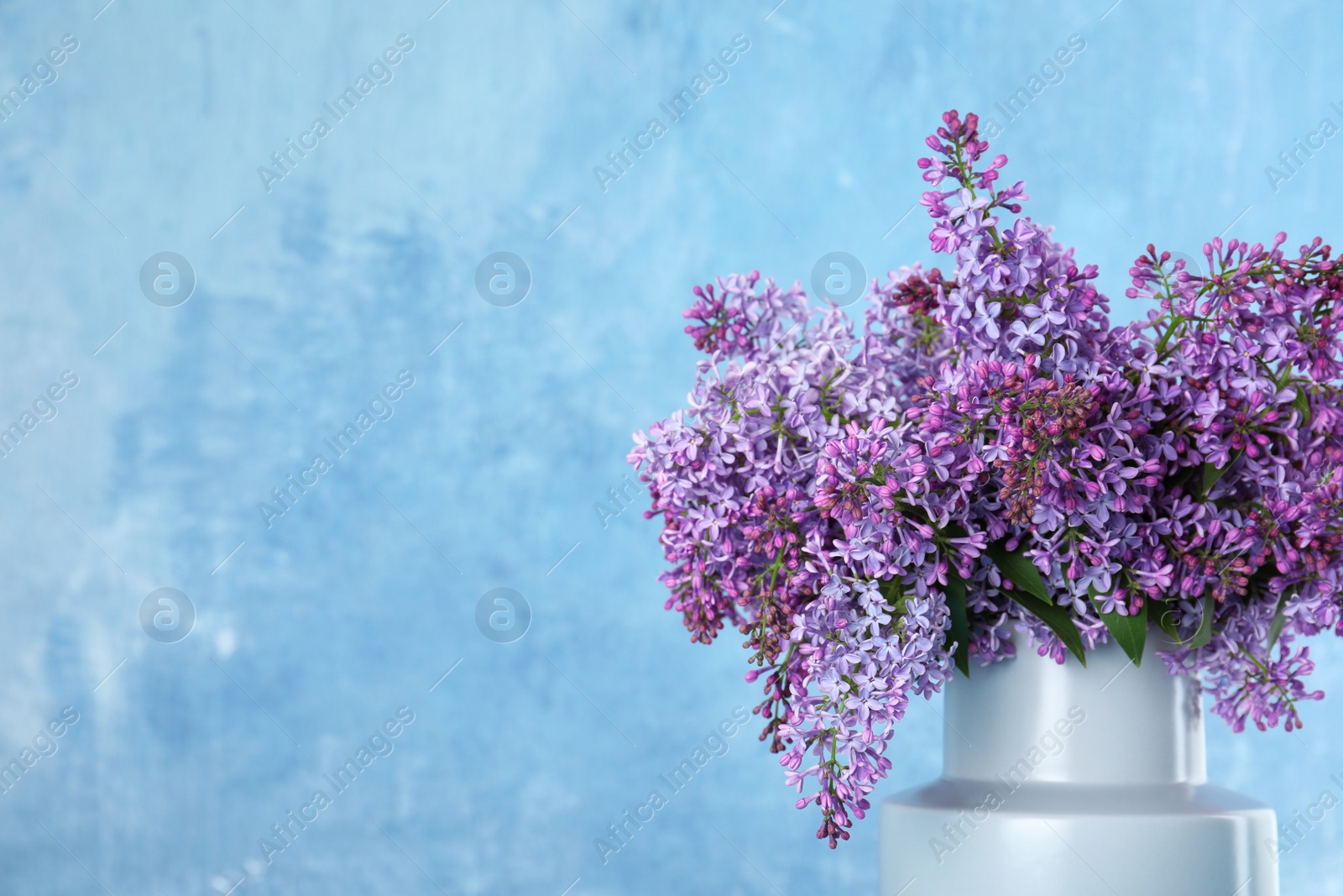 Photo of Blossoming lilac flowers in vase against color background. Space for text