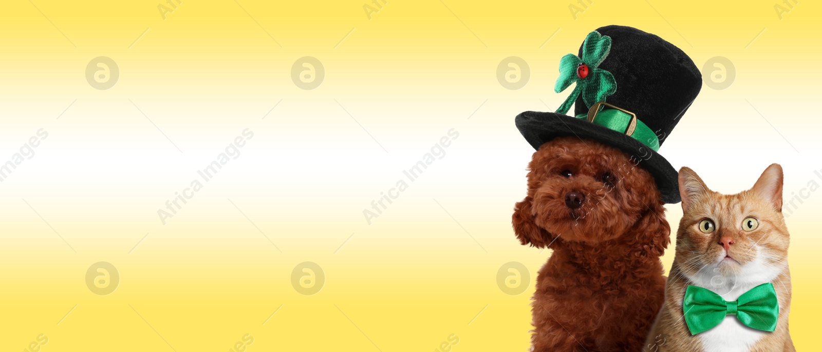 Image of St. Patrick's day celebration. Cute dog in leprechaun hat and cat with green bow tie on yellow background. Banner design with space for text
