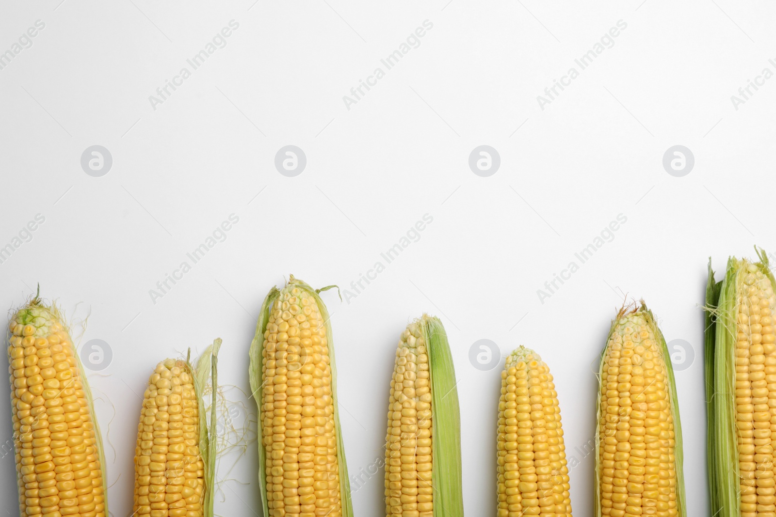 Photo of Flat lay composition with tasty sweet corn cobs on white background