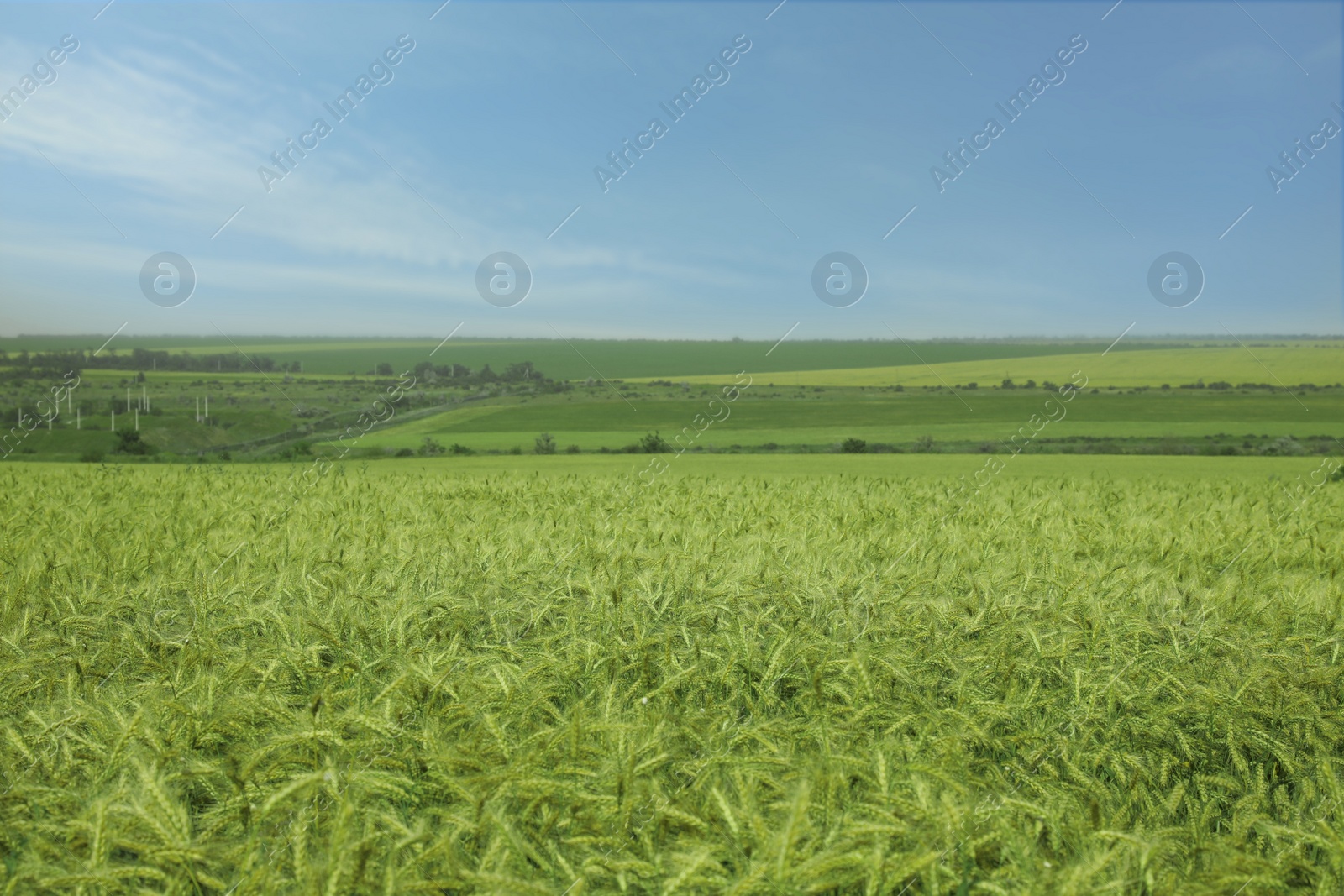 Photo of Beautiful agricultural field with ripening wheat crop