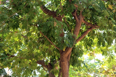 Photo of Green plant at tropical resort on sunny day