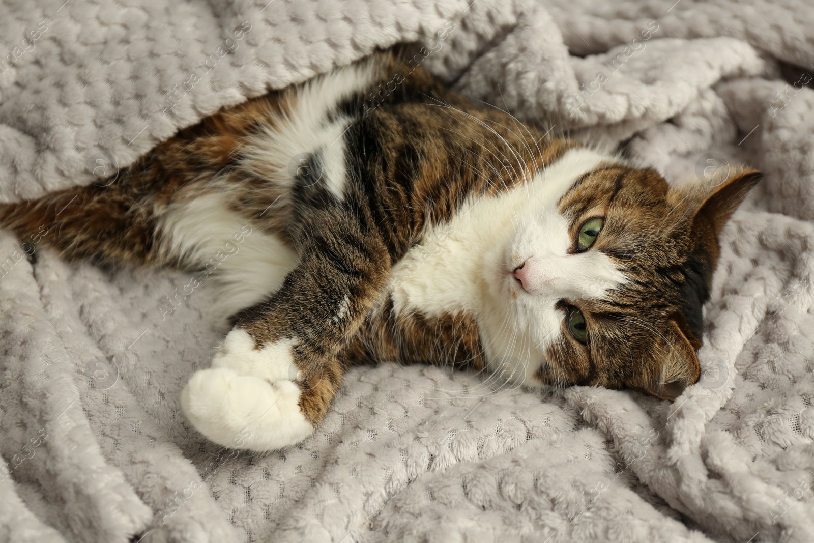 Photo of Cute pet. Cat with green eyes lying on soft blanket at home