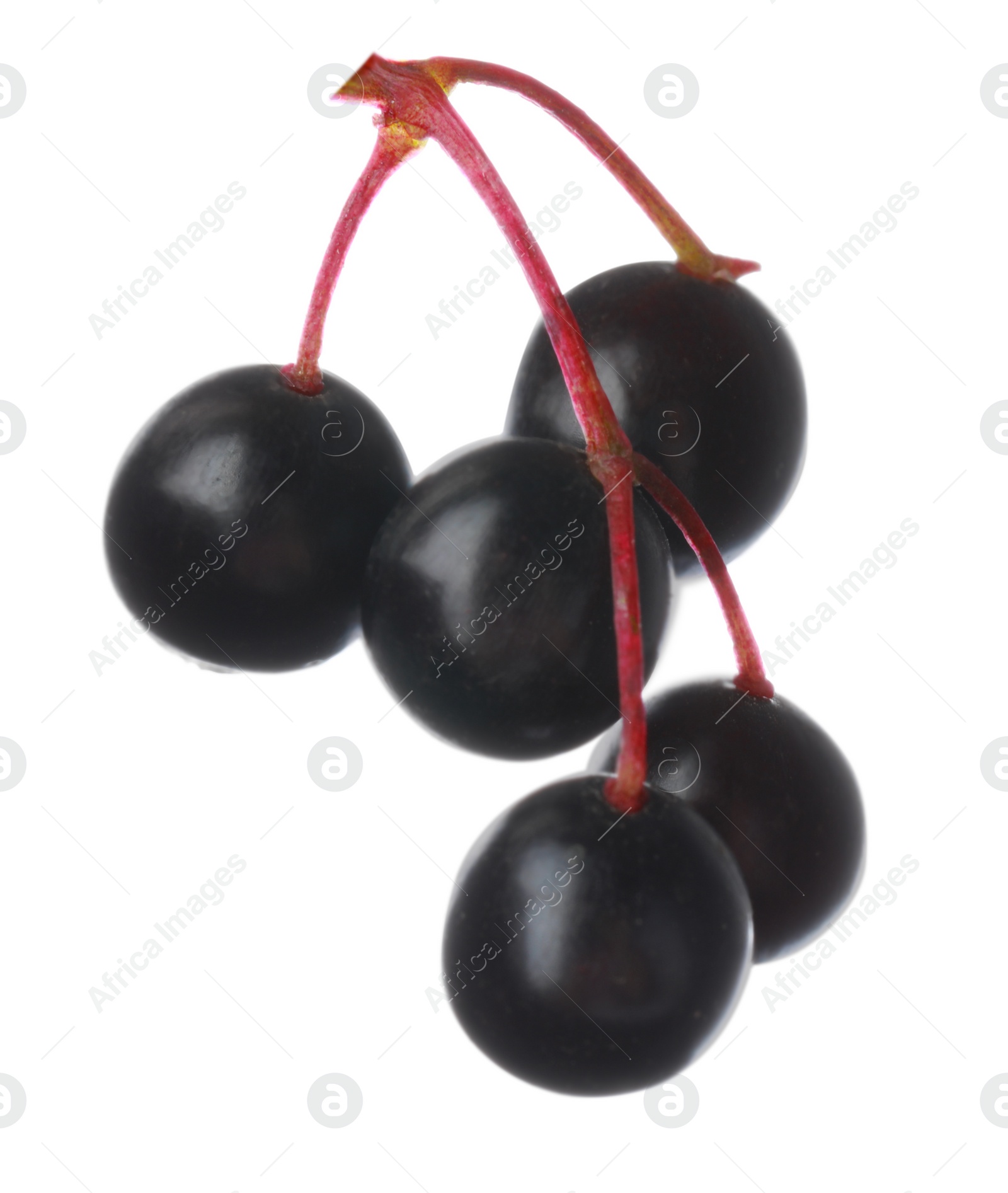 Photo of Twig with elderberries (Sambucus) isolated on white