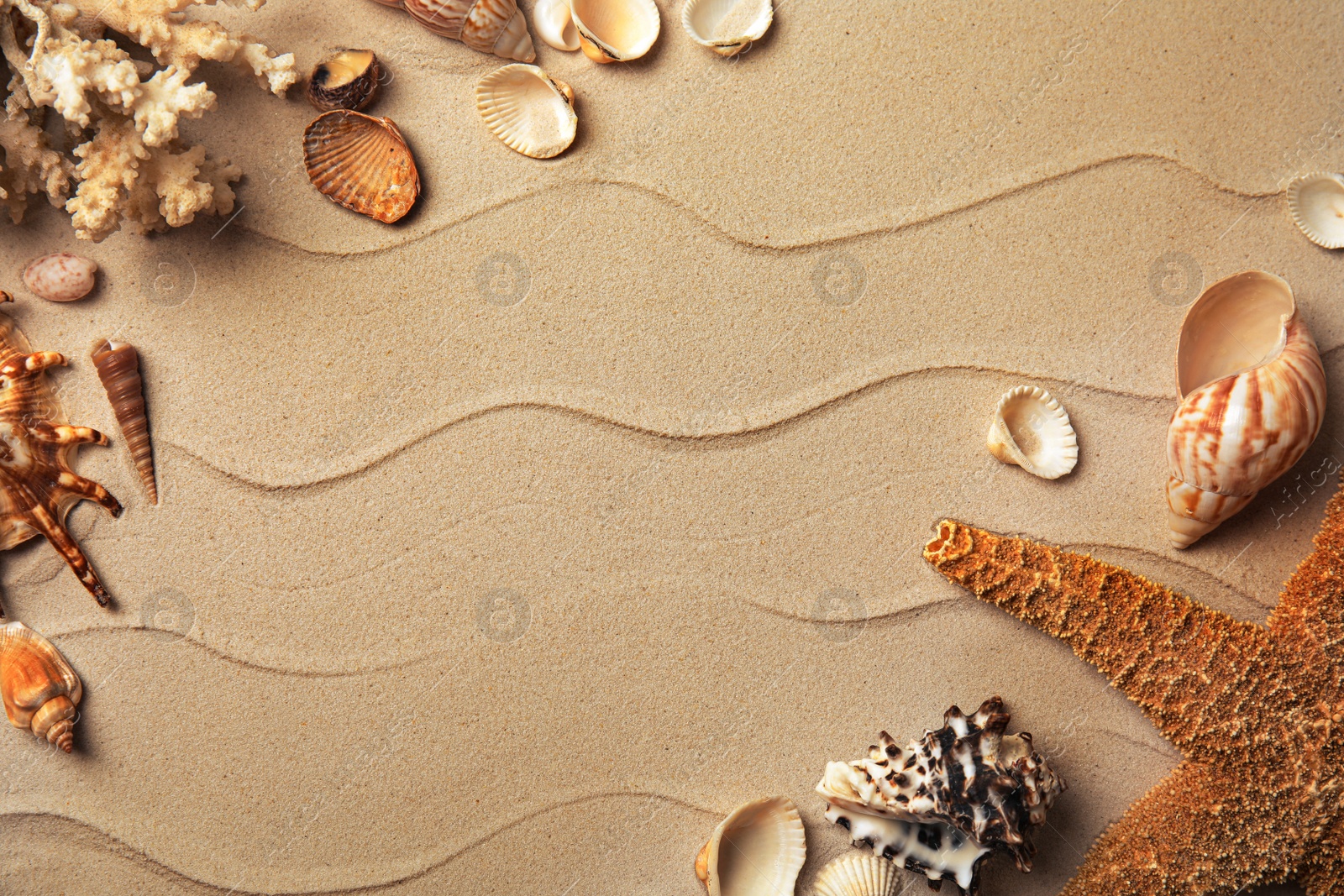 Photo of Different beautiful sea shells on sand, flat lay. Space for text