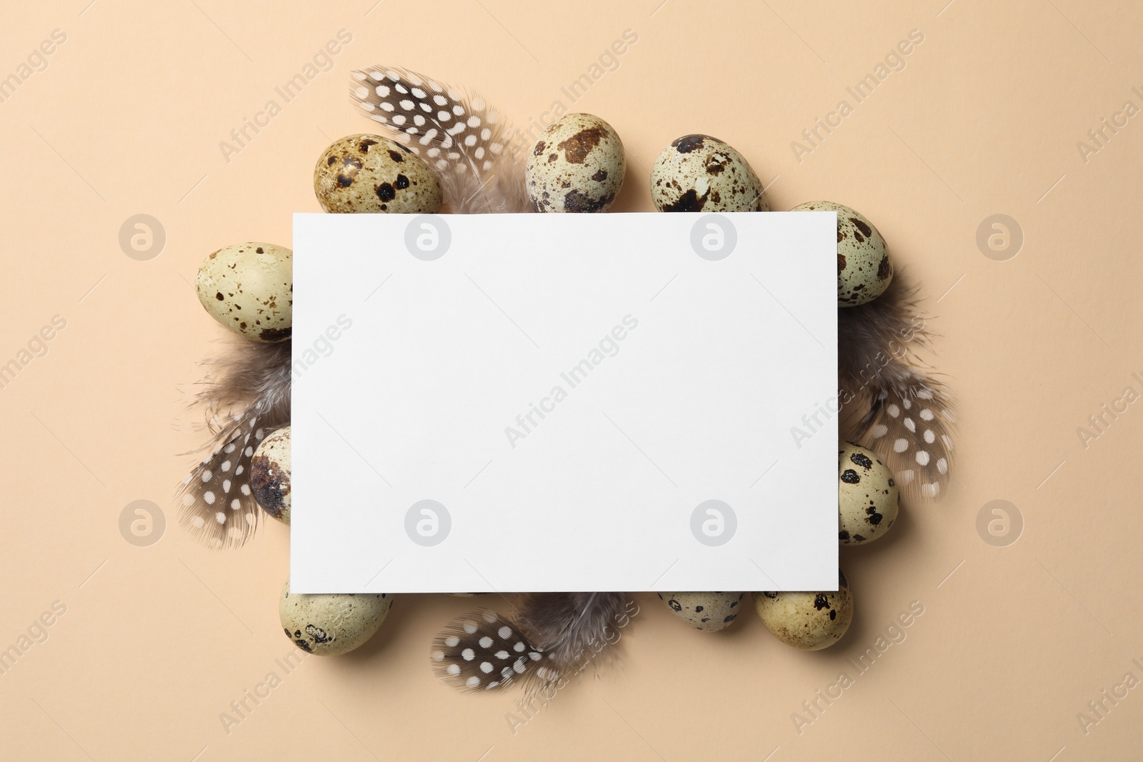 Photo of Blank card, speckled quail eggs and bird feathers on beige background, top view. Space for text