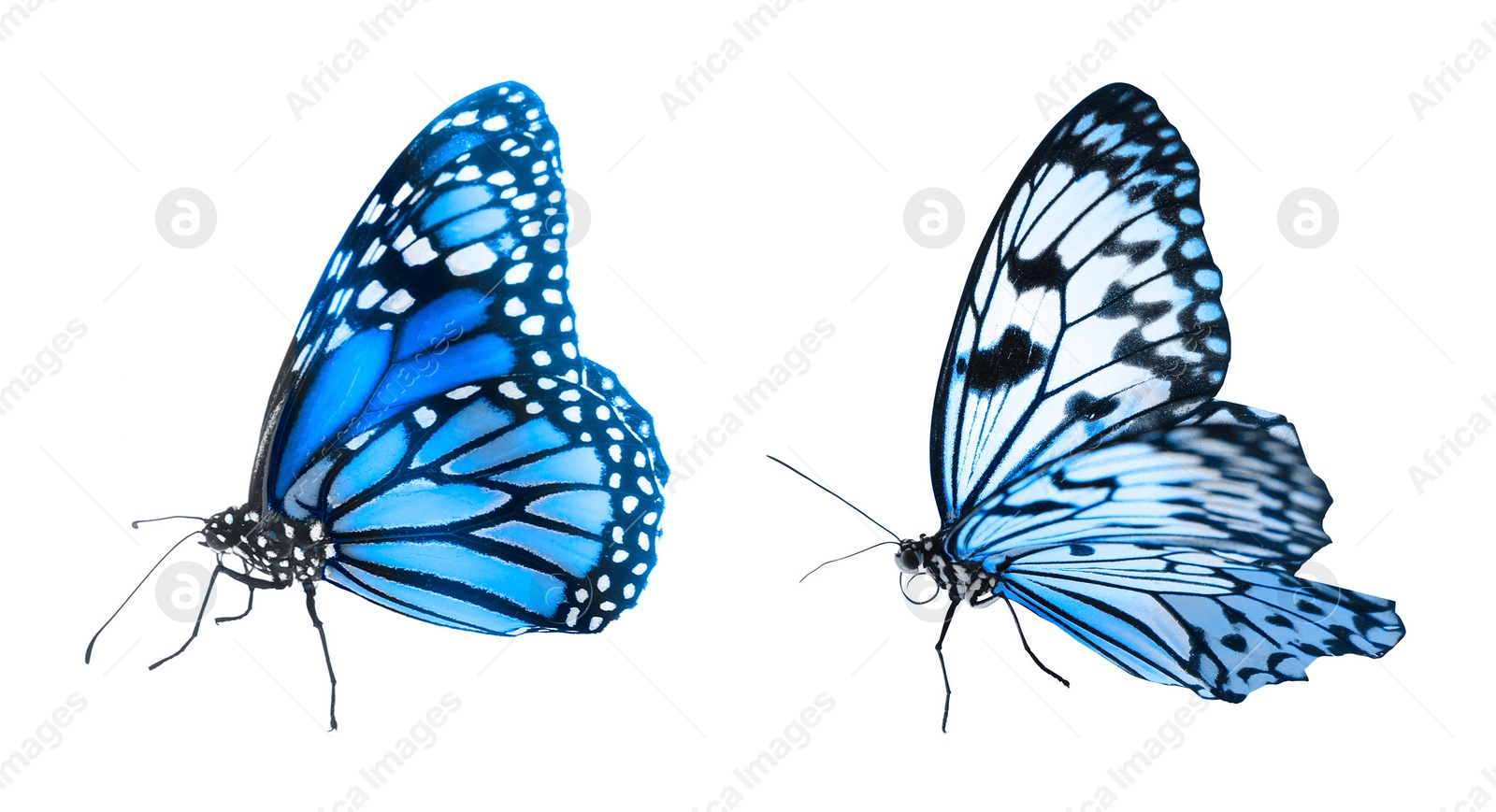 Image of Blue butterflies on white background. Beautiful insect