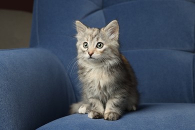 Photo of Cute fluffy kitten on soft blue sofa