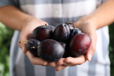 Photo of Farmer holding fresh ripe plums, closeup view