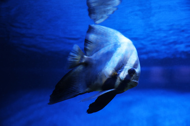 Photo of Beautiful longfin batfish swimming in clear aquarium