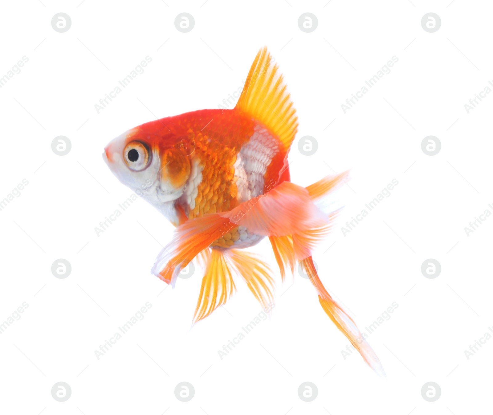 Photo of Beautiful bright small goldfish isolated on white