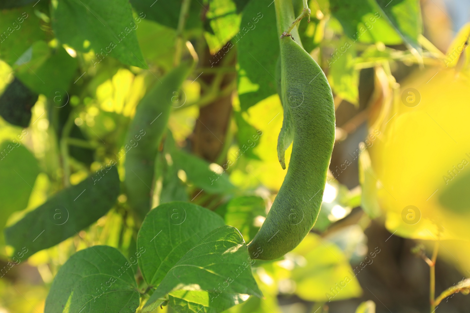 Photo of Fresh green beans growing outdoors on sunny day, closeup