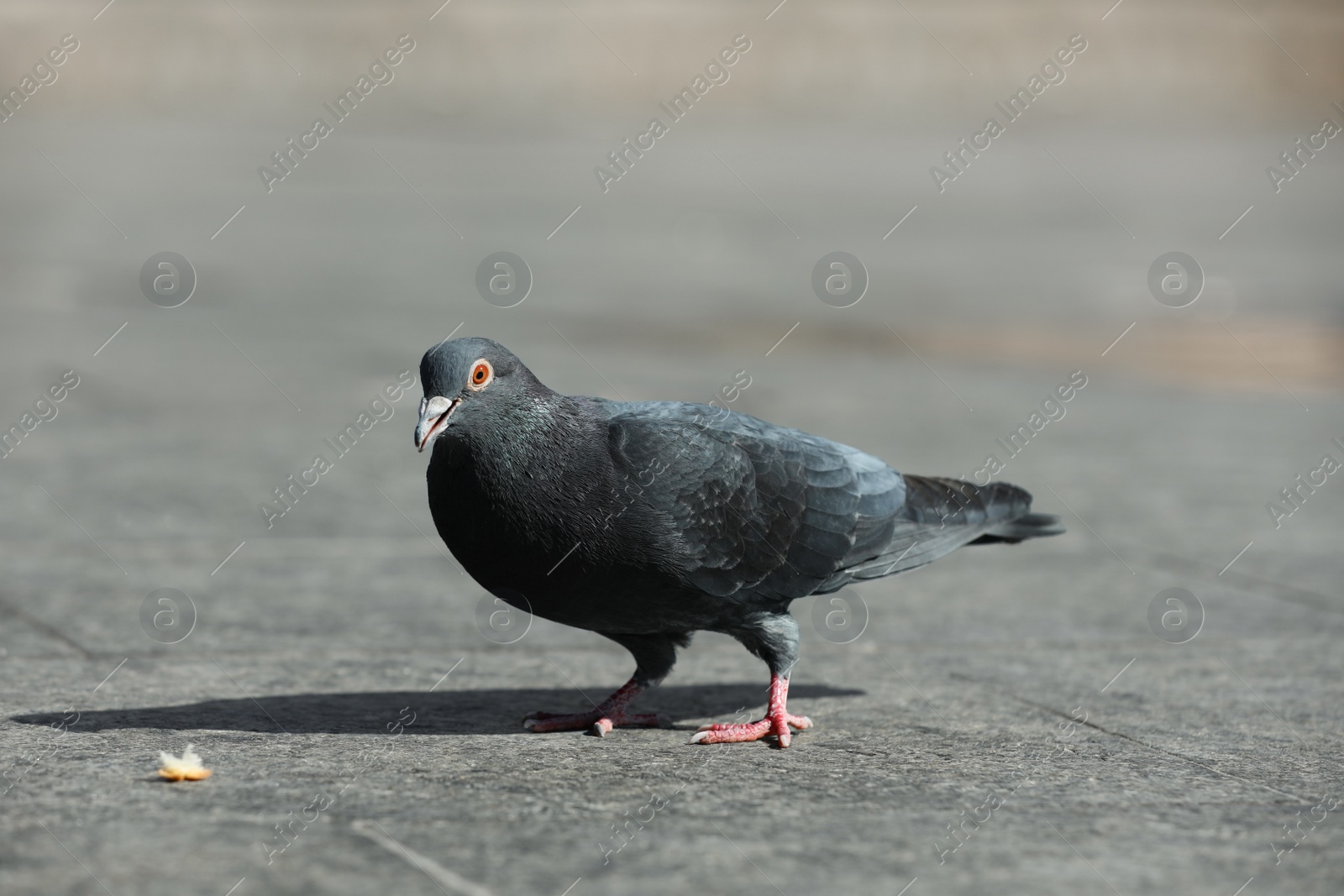 Photo of Beautiful grey dove outdoors on sunny day