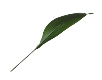 Photo of Leaf of tropical aspidistra plant isolated on white