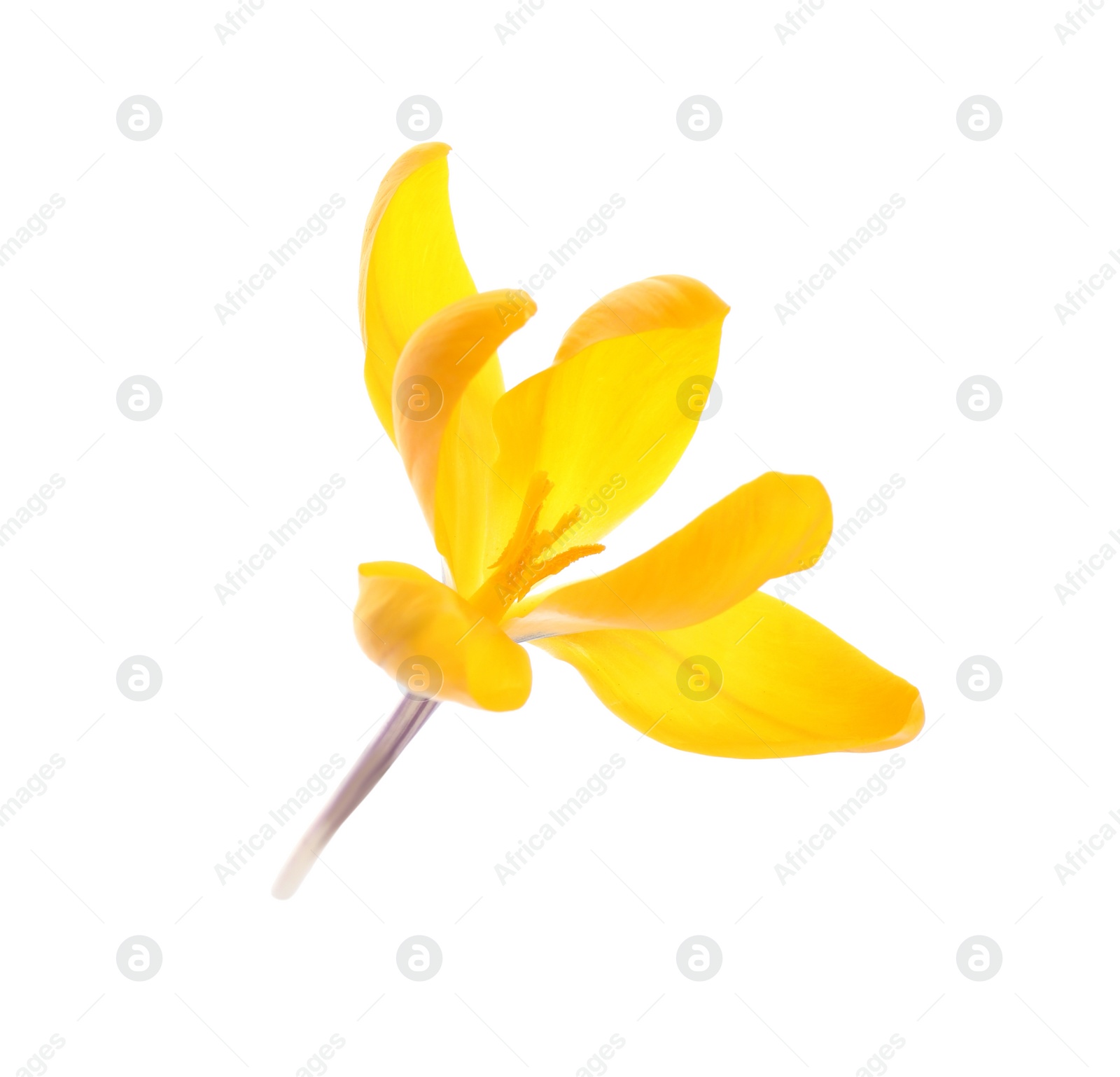 Photo of Beautiful yellow crocus flower isolated on white