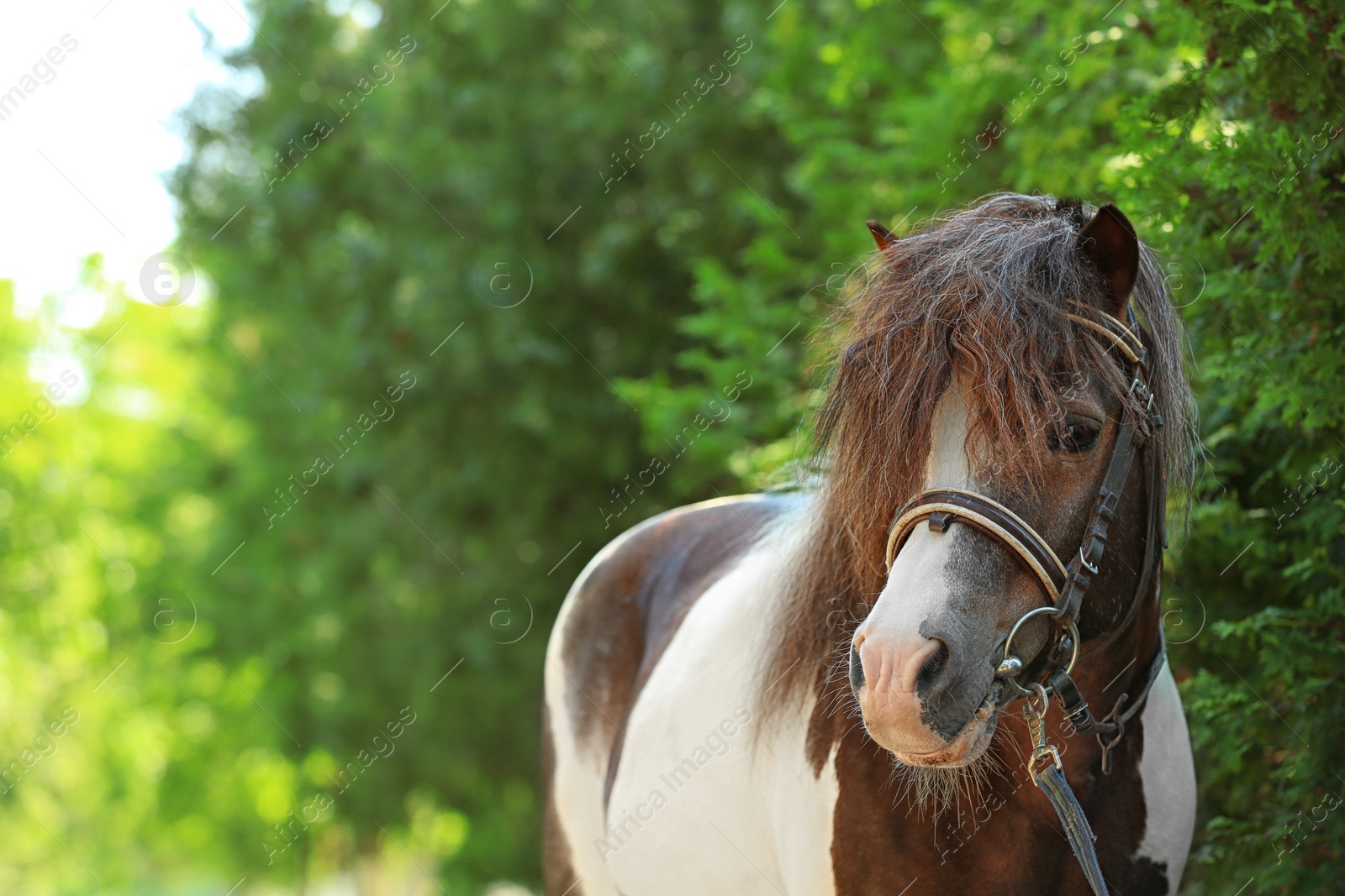 Photo of Cute pony with bridle in green park on sunny day