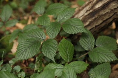 Beautiful wild plant with green leaves growing near tree outdoors, closeup